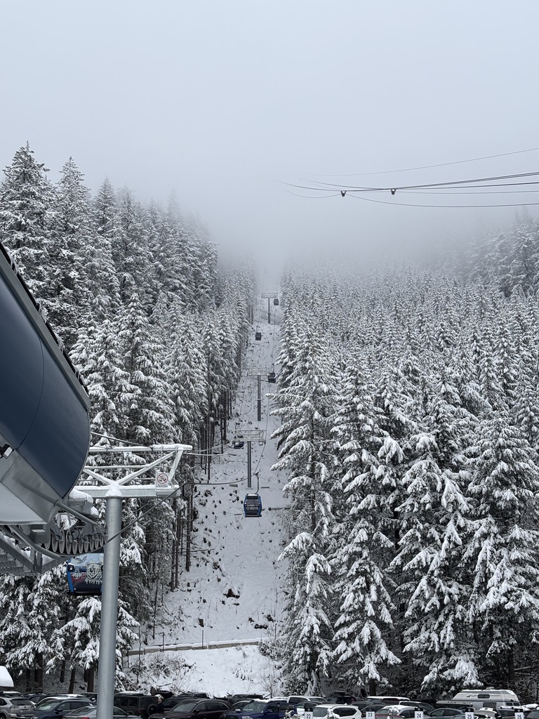 The pine forest at Grouse during the day, covered by snow